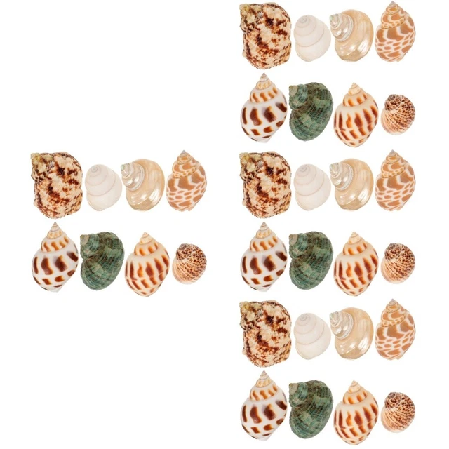 32 pièces décor de coquille de conque décoration de coquille de mer de conque