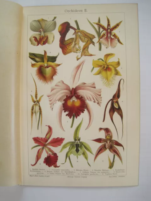 ORCHIDEEN II. Aganisia tricolor, Miltosa Blunti+ v.A. Chromolithographie um 1900