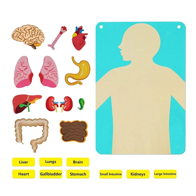 TEACHING BODY PARTS Felt Board DIY Human Body Structure Puzzle for Gift ...