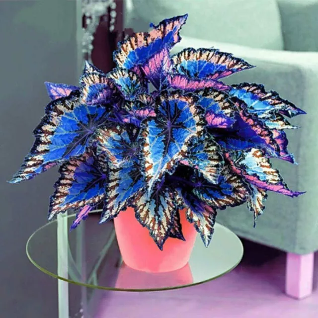 1 Pack 100 Multicolour Coleus Seeds Coleus Blumei Garden Flower Seed