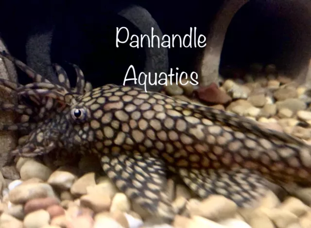 Ancistirus Wabenmuster SP 4 Pack  2” + Bristlenose Pleco Honeycomb Pleco Rare