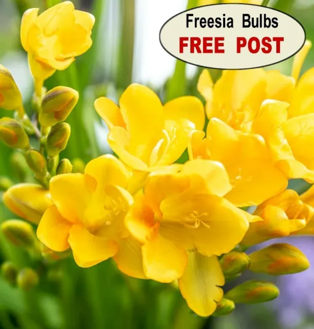 FREESIA BULBS - Old Fashioned - Yellow - 20 Bulbs