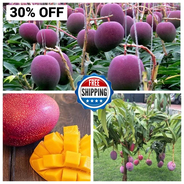 3 SEMI DI mango Miyazaki mangrovie mondo giapponese raro mango costoso