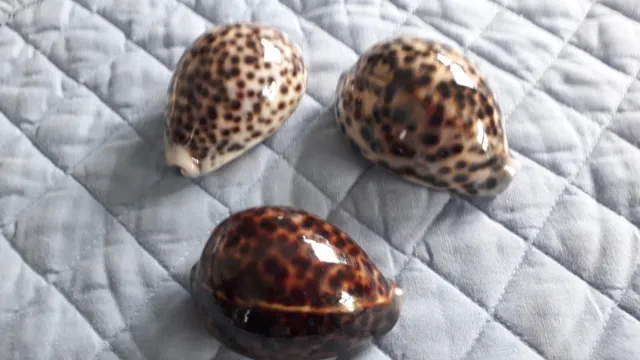 Set Of 3 Natural Tiger Cowrie Sea Shells