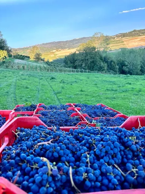 Vendo uva da vino Dolcetto di Dogliani. Per informazioni  347 0193483