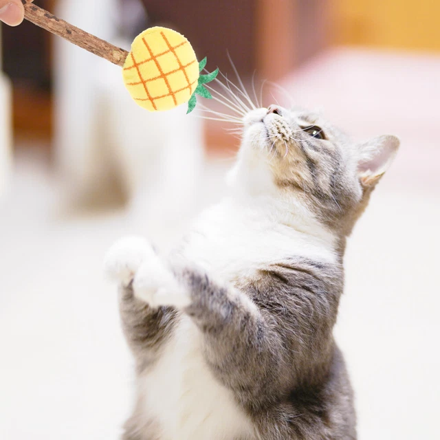 premium multi-usage Teaser de chat pour animal de compagnie