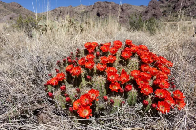 Echinocereus coccineus 25 Seeds - Scarlet Hedgehog Cactus