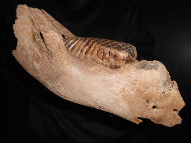 beautiful Fossil Jaw+Tooth of a Woolly Mammoth！ with great ROOTS preserved！133
