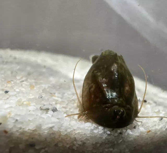 Triops Cancriformis Ansatz mit ca. 150 Eiern