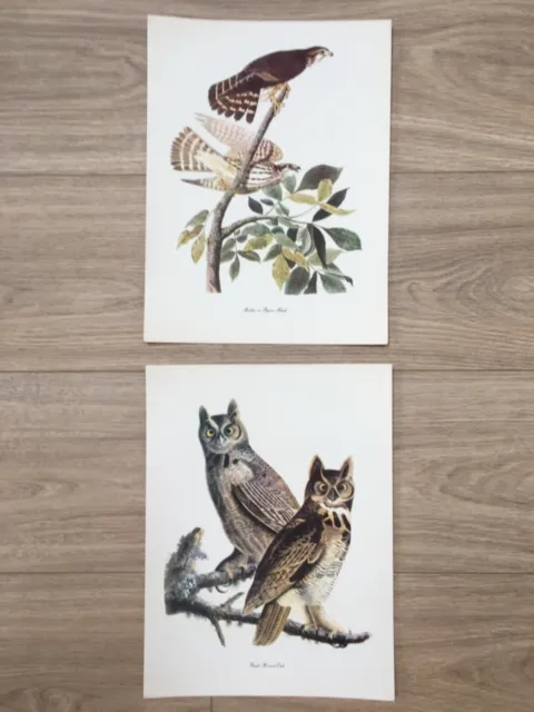 Pair of 19th Century Bird prints