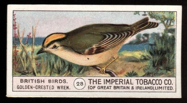 Tobacco Card, Imperial, BRITISH BIRDS, 1909, Golden Crested Wren, #28