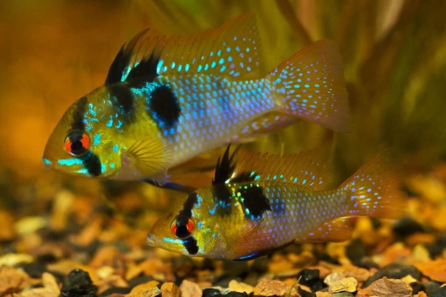 German Blue Ram Cichlid