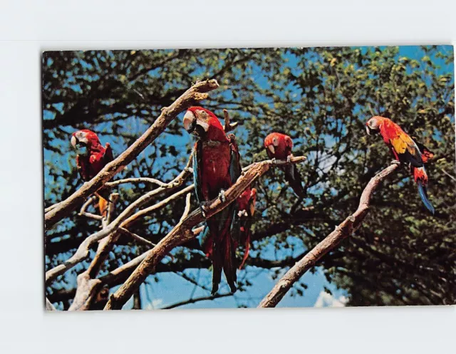 Postcard The Macaws, Swope Parks Kansas City Zoo, Kansas City, Missouri