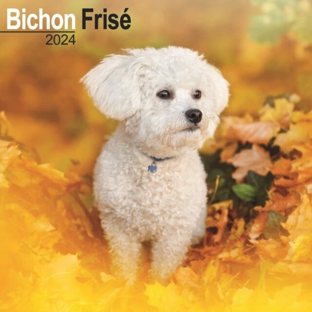 BICHON FRISE CALENDAR 2024 Square Dog Breed Wall Calendar 16 Month