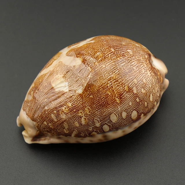 LEPORI CYPRAEA MAPPA 67.4mm Sea Shells Seashells CYPMAP05BB1 £6.49 ...