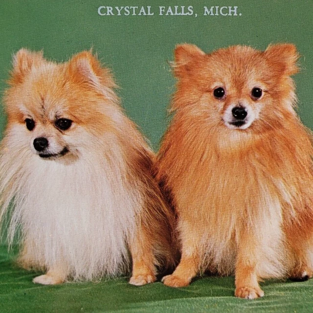 Pomeranian Dogs Crystal Falls Postcard 1970s Michigan Spitz Vintage Pets MI A969