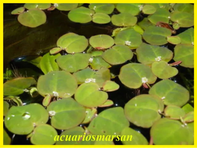 Planta de acuario o estanque/Phyllantus fluitans.8 Plantas flotantes.Pecera.