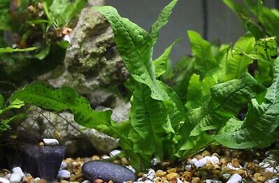 Java Fern - Live Aquarium Plants - BUY 3 GET 1 FREE