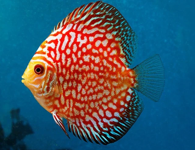 1 Freshwater Checkerboard Pigeon Blood Discus Live Tropical Fish Approx. 2.5" In