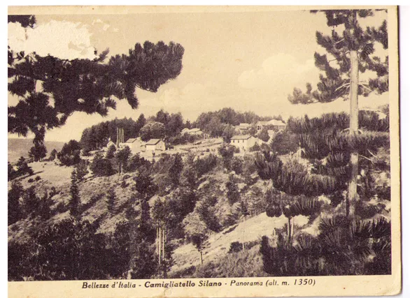 Cartolina Calabria - Cosenza -  Camigliatello Silano 4494 - Panorama