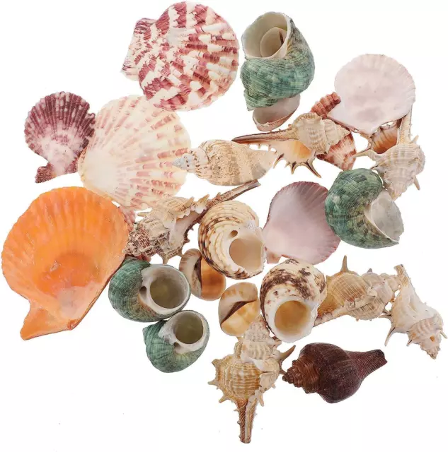 Mixed Sea Shells, 200G Beach Seashells Starfish, Various Sizes Ocean Seashells F