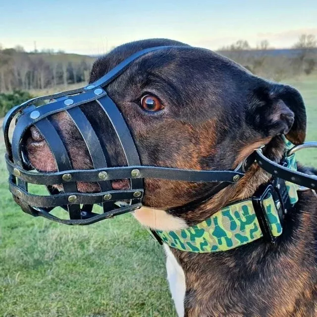 Museau canin en cuir véritable pour Staffordshire Bull Terrier Staffy, Staffie
