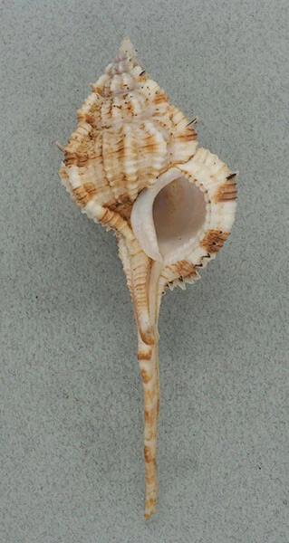 Coquillage de collection : Vokesimurex dentifer XL (114 mm - F+++)