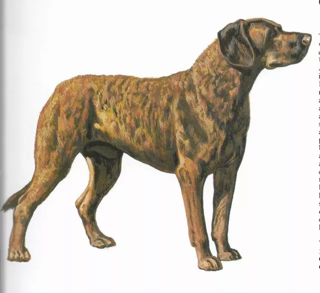 Chesapeake Retriever - CUSTOM MATTED - 1988 Vintage Dog Art Print - Cozzaglio