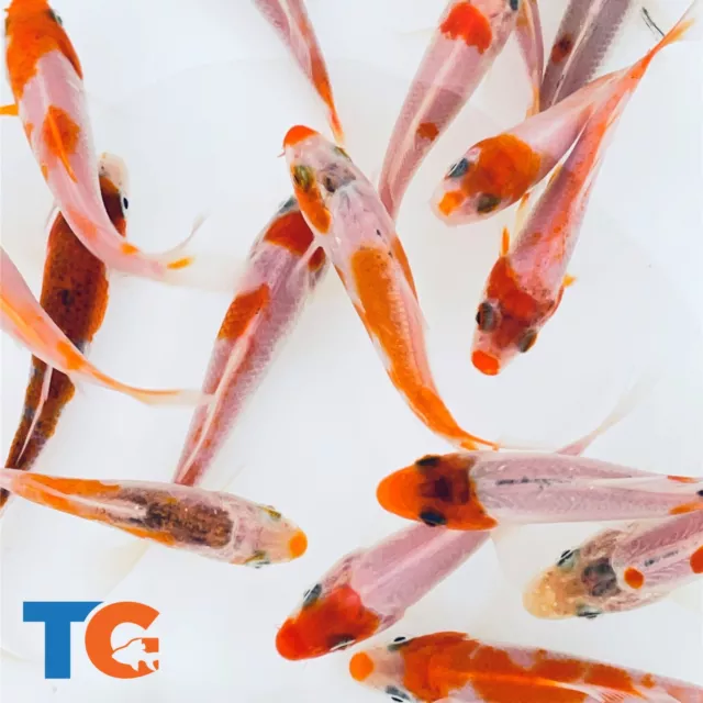 Toledo Goldfish LIVE Red & White Koi