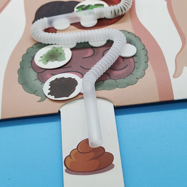 2 Sets of DIY Human Digestive System Model Toy Digestive System Model Education