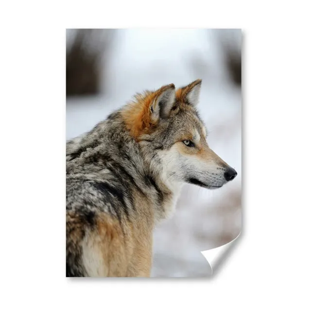 A4 - Poster invernale lupi di neve selvatica 21X29,7 cm280 gsm #8104