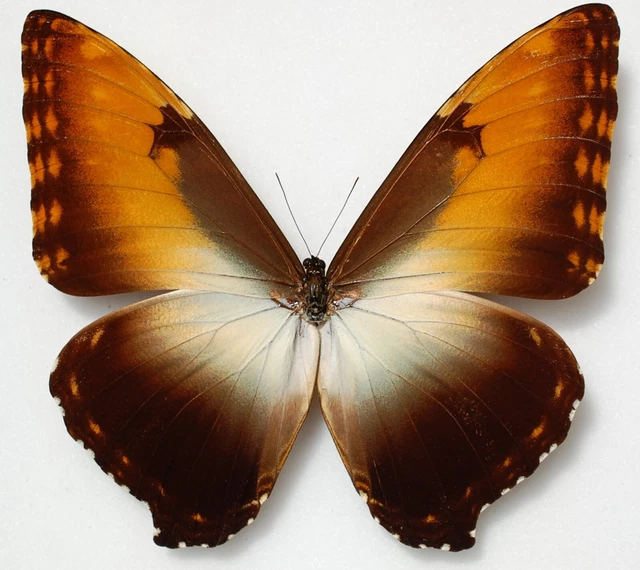 Male Morpho hecuba ssp obidonus from Obidos Peru