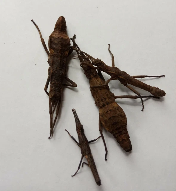 8 X CHOCOLATE Log (Dares philippinensis) Nymphs Stick Insects £7.99 ...
