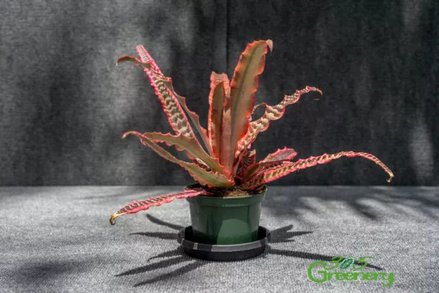 Cryptanthus Elaine 4″ pot - Live Plant