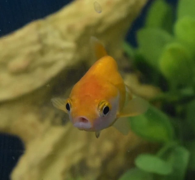 Live Ranchu Fancy Goldfish (2" Freshwater Aquarium Fish)  *PLS READ DESCR* 2