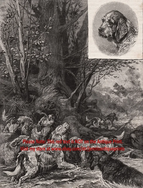Dog Otterhound Pack Hunting Otters, Rare View 1890s Antique Print & Article 2
