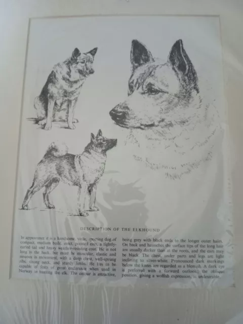 Elkhound Original Vintage Dog Print Mounted Ready To Frame