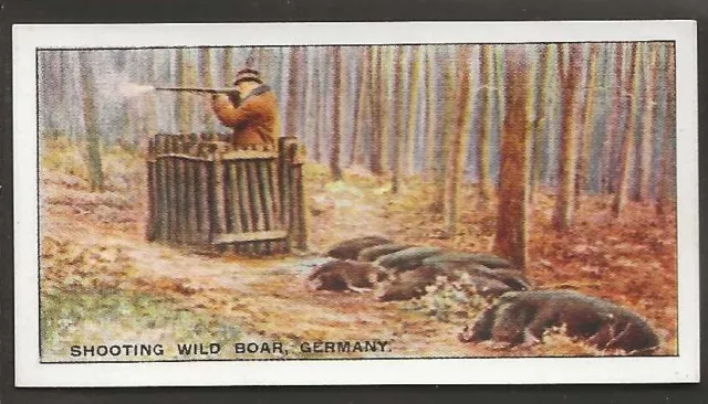 Edwards Ringer & Bigg-Sports & Games 1929-#09- Shooting Boar - Germany