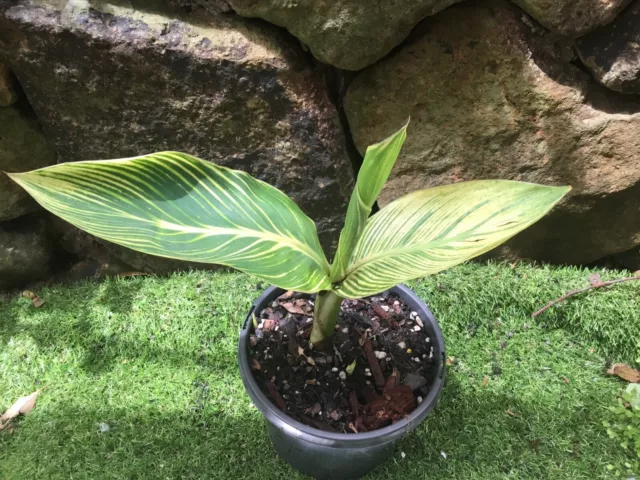 Gold Tropicana Orange Flower Cannaceae-Canna Lily  Plant 3