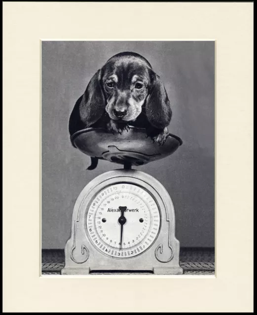 Dachshund Puppy On Weighing Scales Charming Little Dog Print Ready Mounted