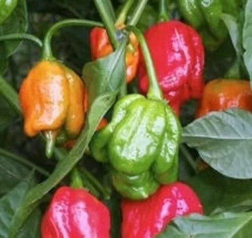 25 Seeds Trinidad Pimento Peppers Scorpion HOT Garden Fresh Vegetables Planting