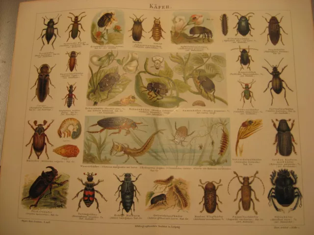 Antike Chromlithographie von 1894 Insekten-Käfer Fabenfrohes Litho.