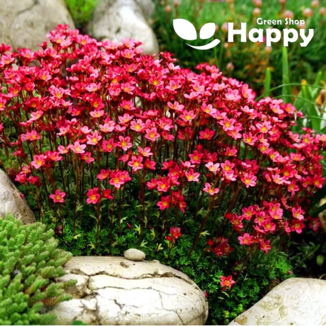 SAXIFRAGE PURPLE ROBE - 1000 SEEDS - Saxifraga arendsii ROCKERY PERENNIAL FLOWER