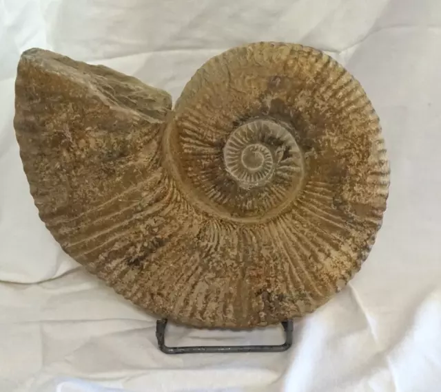 AMMONIT XXXL Fossilie Schnecke Oberkreide groß ca 100 Mill Jahre Marokko c12