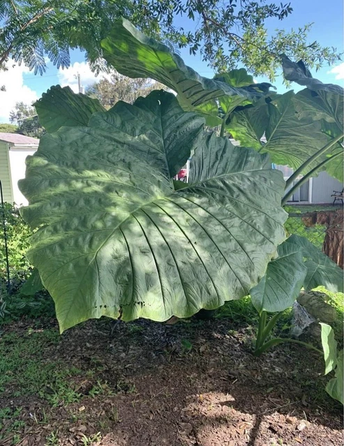 Gaint RARE Alocasia - Elephant Ear  Indoor/Outdoor Tropical Plant. Cuttings.