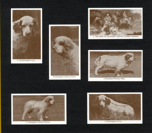 Clumber Spaniel Vintage Set Six Named Dog Collectable Trade Cards Ready Mounted