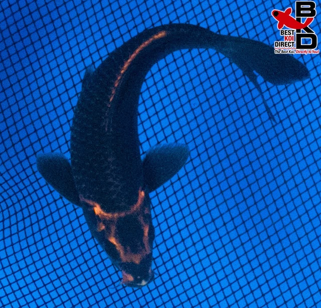 6" GOLDCROWN Live Koi Fish Garden Pond Fin BKD T8