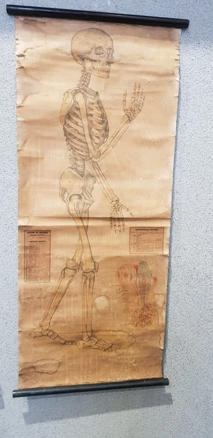 ANTIQUE ANATOMICAL WALL Chart Human Skeleton £165.81 - PicClick UK