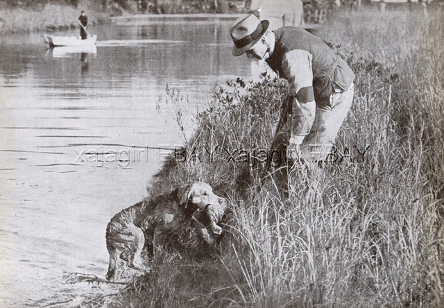 DOG Chesapeake Bay Retriever Retrieving Game to Hunter, Vintage Print 1930s