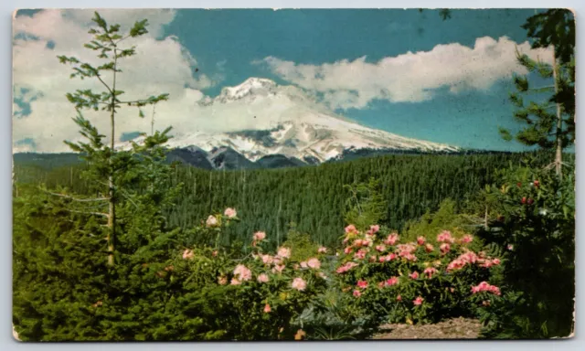 Postcard Rhododendron Time In The Mt. Hood Country Of Oregon Unposted